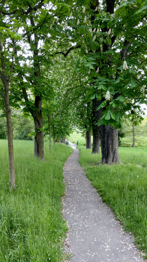 Kastanienallee